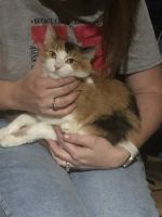 Calico Cats for sale in Conroe, TX, USA. price: NA