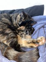 Calico Cats for sale in Methuen, MA 01844, USA. price: NA