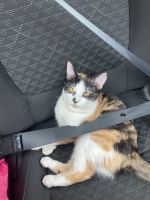 Calico Cats for sale in 6000 Merriweather Dr, Columbia, MD 21044, USA. price: NA