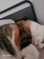 Calico Cats for sale in Hopewell, VA 23860, USA. price: $50