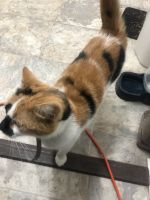 Calico Cats for sale in Moberly, MO, USA. price: $50