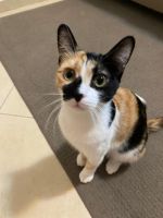 Calico Cats for sale in Wauwatosa, WI, USA. price: NA