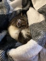 Calico Cats for sale in Clinton Township, Michigan. price: $200