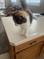Calico Cats for sale in Sterling, Colorado. price: $150