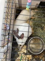 Californian rabbit Rabbits for sale in Webster, TX 77598, USA. price: NA