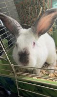 Californian rabbit Rabbits for sale in College Station, TX 77845, USA. price: NA