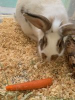 Californian rabbit Rabbits for sale in Corona, CA, USA. price: NA