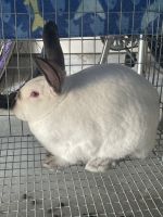 Californian rabbit Rabbits for sale in League City, TX, USA. price: NA