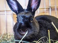 Californian rabbit Rabbits for sale in Point Pleasant, WV, USA. price: NA