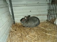 Californian rabbit Rabbits for sale in N Kansas Expy & W Division St, Springfield, MO 65802, USA. price: NA