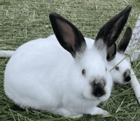 Californian rabbit Rabbits Photos