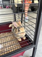Californian rabbit Rabbits for sale in Keystone Heights, FL 32656, USA. price: $20