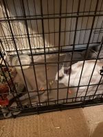 Californian rabbit Rabbits for sale in Antioch, CA, USA. price: NA