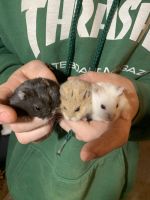 Campbell's dwarf hamster Rodents for sale in Benicia, CA, USA. price: $5