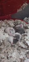 Campbell's dwarf hamster Rodents for sale in La Vergne, TN, USA. price: NA