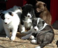 Canadian Eskimo Dog Puppies for sale in Indianapolis, IN, USA. price: NA