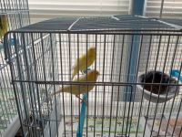 Canary Birds for sale in Portage Park, Chicago, IL, USA. price: NA