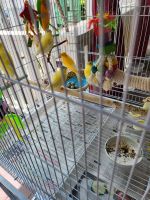 Canary Birds for sale in Reisterstown, MD, USA. price: NA