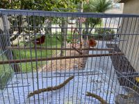 Canary Birds for sale in Lake Worth, FL, USA. price: NA