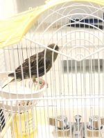 Canary Birds for sale in New York, NY, USA. price: NA