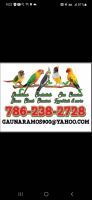 Canary Birds for sale in Kennesaw, GA, USA. price: NA