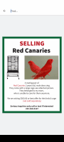 Canary Birds for sale in Bonney Lake, WA 98391, USA. price: NA