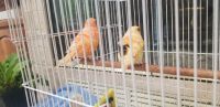 Canary Birds for sale in Midtown, Grand Rapids, MI 49503, USA. price: NA