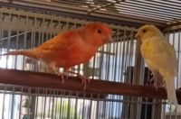 Canary Birds for sale in Midland, MI, USA. price: NA