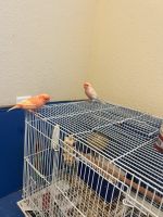 Canary Birds for sale in Pflugerville, TX, USA. price: NA