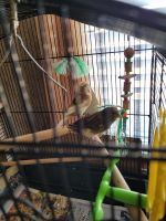Canary Birds for sale in Frontenac, MN, USA. price: NA