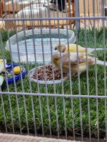 Canary Birds for sale in Corona, CA, USA. price: NA