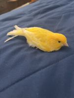 Canary Birds for sale in 2406 Avenue X, Brooklyn, NY 11235, USA. price: $180
