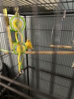 Canary Birds for sale in Springfield, IL, USA. price: $20,000