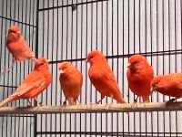 Canary Birds for sale in Mishawaka, IN 46544, USA. price: $100