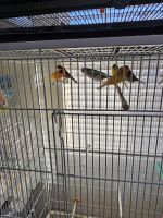 Canary Birds for sale in Houston, Texas. price: $100