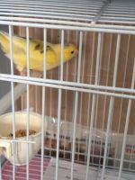 Canary Birds for sale in Edison, New Jersey. price: NA