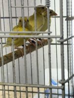 Canary Birds for sale in Hagerstown, Maryland. price: $85