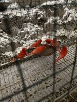Canary Birds for sale in Wilkes-Barre, Pennsylvania. price: $100