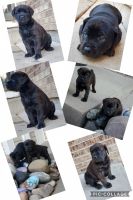 Cane Corso Puppies for sale in Denver, CO, USA. price: NA