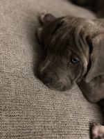 Cane Corso Puppies for sale in Jim Thorpe, PA, USA. price: NA