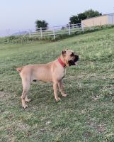 Cane Corso Puppies for sale in Walters, OK 73572, USA. price: NA