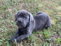 Cane Corso Puppies for sale in Ocala, FL, USA. price: NA