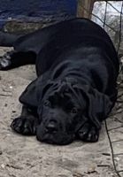 Cane Corso Puppies for sale in Clearwater, FL, USA. price: NA