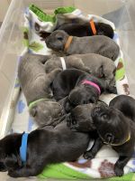 Cane Corso Puppies for sale in Long Beach, CA, USA. price: NA