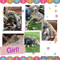 Cane Corso Puppies for sale in 92 Exchange Rd N, New London, OH 44851, USA. price: NA