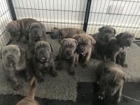 Cane Corso Puppies for sale in Louisville, OH 44641, USA. price: NA