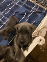 Cane Corso Puppies for sale in West Pittston, PA 18643, USA. price: NA