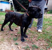 Cane Corso Puppies for sale in Raeford, NC 28376, USA. price: NA