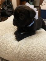 Cane Corso Puppies for sale in Jeffersonville, OH, USA. price: NA