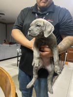 Cane Corso Puppies for sale in Las Vegas, NV, USA. price: NA